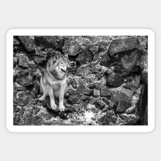 Grey Wolf Sticker